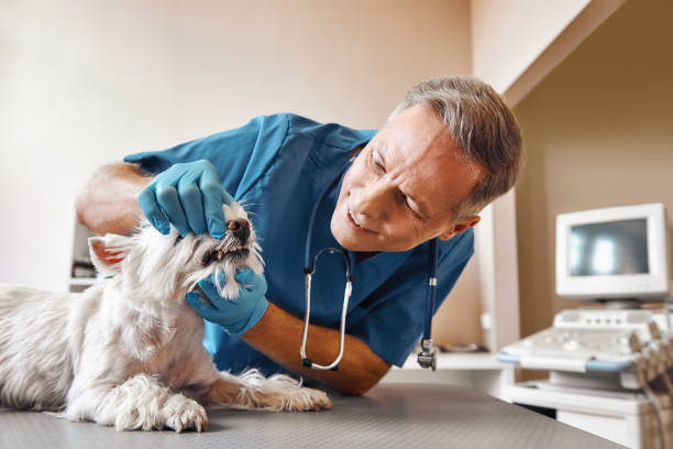 Best Emergency Treatment for Toothache in Thompsonville, PA